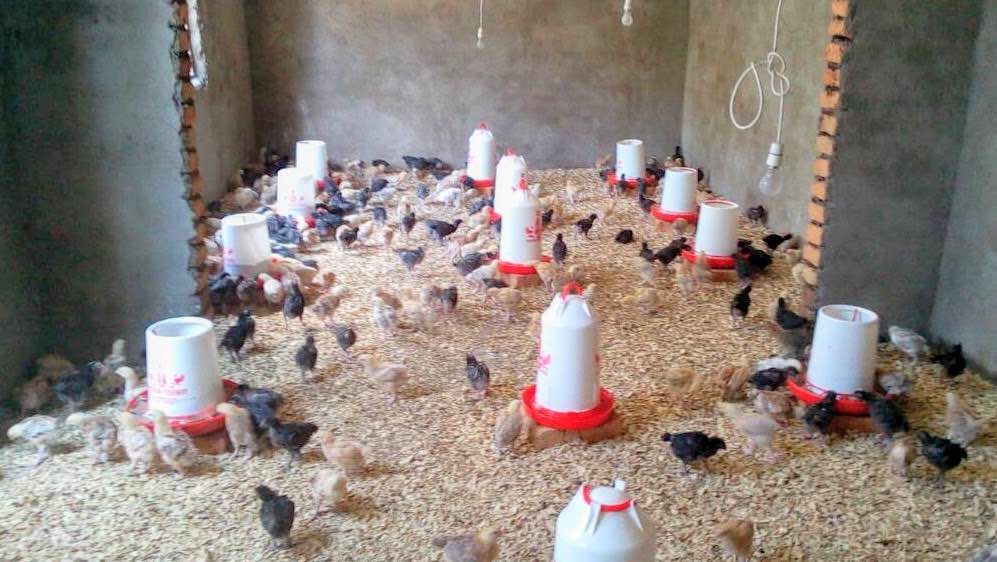 Chicken Project Rise Africa UK