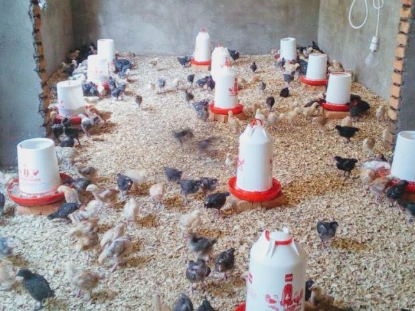 Rise Africa UK Chicken project